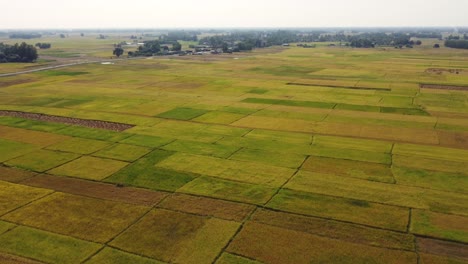 An-aerial-flight-over-the-beautiful-patchwork-rice-paddies-ready-for-harvest