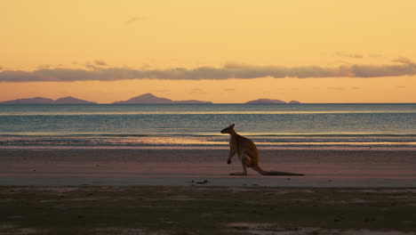 Wild-wallaby-kangaroo-by-the-sea-at-sandy-beach-at-Cape-Hillsborough-National-Park,-Queensland-at-sunrise