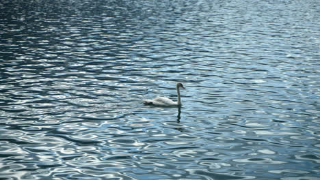 Swan-Swimming-in-a-Sunny-Lake