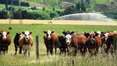 Herd-of-cows-grazing-on-fenced-pasture,-farmland-in-New-Zealand