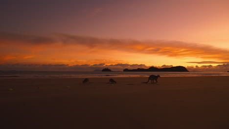 Wild-wallaby-and-kangaroo-feeding-on-a-sandy-beach-at-Cape-Hillsborough-National-Park,-Queensland-at-sunrise