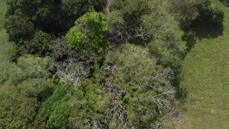 Aerial-view-of-trees-on-the-plain
