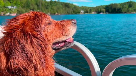 Dog-at-the-cottage---riding-on-the-boat
