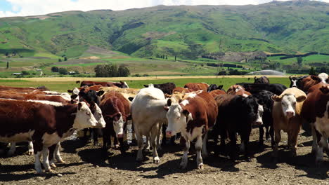 Flock-of-colorful-cows-in-majestic-landscape-of-New-Zealand,-pan-right