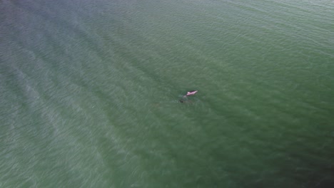 Aerial-of-dolphins-gracefully-swimming-in-a-pod