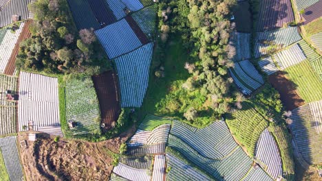 Overhead-drone-shot-of-vegetable-plantation-on-tropical-country---Indonesia