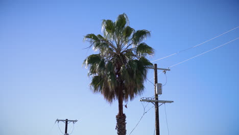 Man-cutting-a-palm-tree-in-Los-Angeles,-California