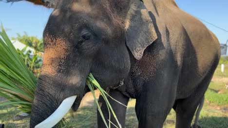 Asiatischer-Elefant,-Der-Gras-In-Chiang-Mai-Thailand-Isst