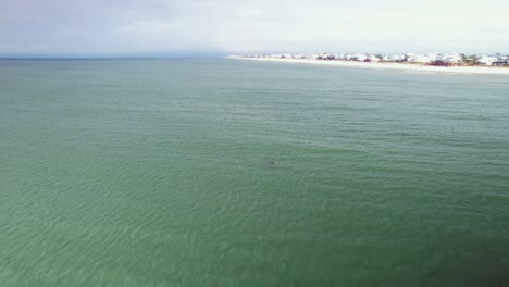 Aerial-of-dolphins-enjoying-swimming-in-front-of-sandy-beaches-and-ocean-front-condos