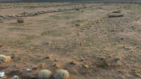 Healthy-pack-of-coyotes-foraging-in-the-Mojave-Desert-wilderness---aerial