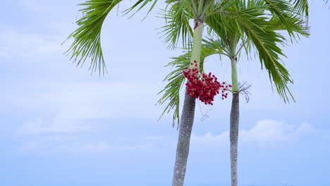 Palm-Tree-With-Hanging-Red-Seeds-On-Tropical-Summer-Island