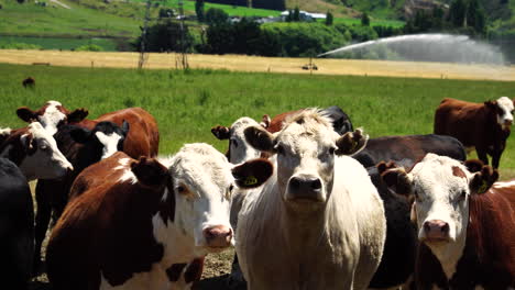 Domestic-cows-in-closeup-on-the-ranch-in-New-Zealand,-handheld-shot