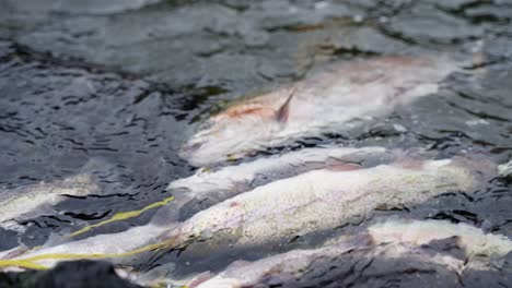 Rainbow-Trout-on-Stringer-in-Water