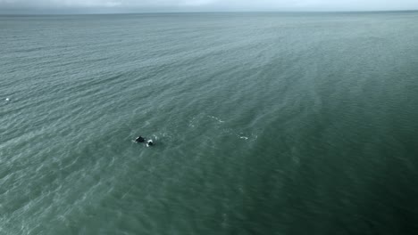 Aerial-of-dolphin-pod-swimming-towards-camera