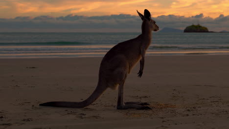 Wallaby-Canguro-Salvaje-Junto-Al-Mar-En-La-Playa-De-Arena-En-El-Parque-Nacional-De-Cape-Hillsborough,-Queensland-Al-Amanecer.