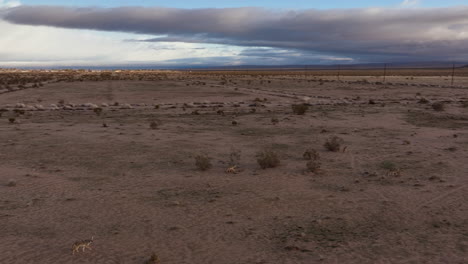 A-pack-of-coyotes-hunting-in-the-Mojave-Desert-wilderness---aerial-view
