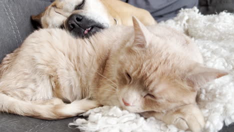 Cat-and-dog-cuddling-on-a-couch
