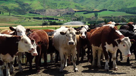 Hermosa-Granja-De-Vacas-En-El-Paisaje-De-Nueva-Zelanda