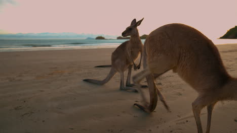 Wild-wallaby-kangaroo-by-the-sea-at-seaside-beach-at-Cape-Hillsborough-National-Park,-Queensland-at-sunrise