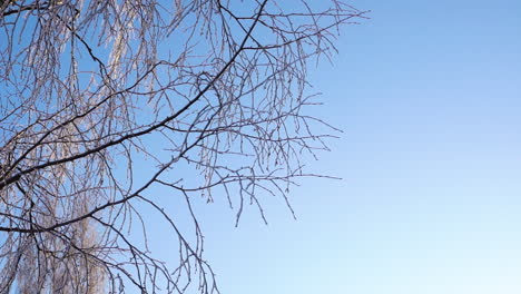 Frozen-tree-branches-against-light-blue-sky-in-winter-season,-view-from-bellow