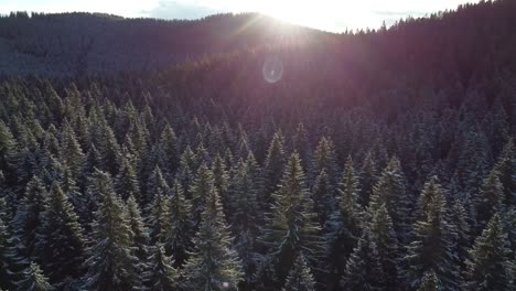 Drone-footage-of-a-dense-spruce-forest-in-winter