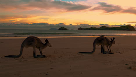 Wild-wallaby-and-kangaroo-feeding-on-a-scenic-sandy-beach-at-Cape-Hillsborough-National-Park,-Queensland-at-sunrise-in-4K-UHD