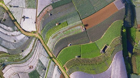 Aerial-view-of-large-tropical-vegetable-plantation-on-the-slope-of-mountain--Scallion,-broccoli,-onion-and-potato-plantation
