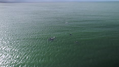 Aéreo-Siguiendo-A-Varios-Delfines-Nadando-En-El-Océano-Como-Una-Vaina