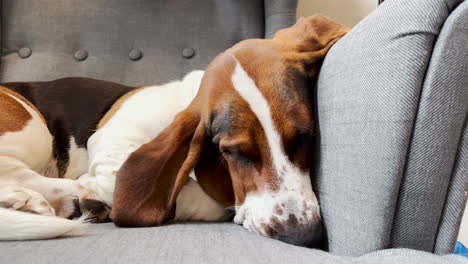 Lazy-sleeping-basset-hound-on-a-chair
