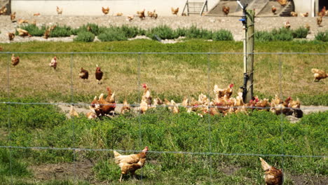 Massive-chicken-farm-in-New-Zealand,-handheld-view