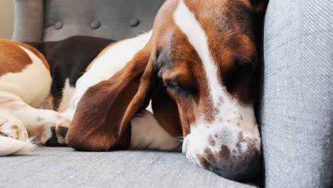 Sleeping-basset-hound-close-up-in-a-chair