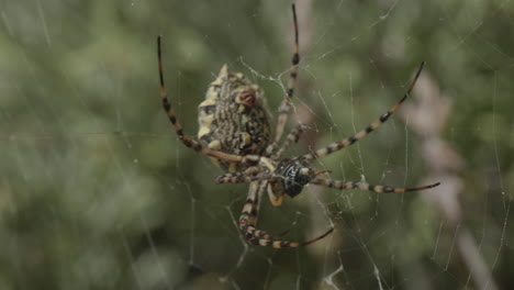 Große-Gelbe-Spinne-Frisst-Fliegen-Auf-Spinnennetz,-Art-Argiope-Lobata-Mit-Sichtbarem-Bauch,-Spinnwarze,-Reißzähnen-Oder-Pedipalpen