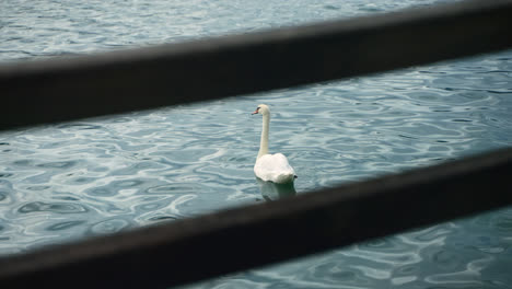 Cisne-Nadando-En-Un-Lago-Soleado-Enmarcado-A-Través-De-Una-Valla