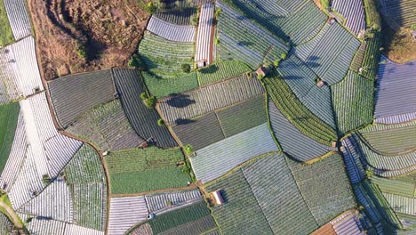 Aerial-view-of-large-tropical-vegetable-plantation---Scallion,-broccoli,-onion-and-potato-plantation