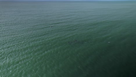 Aerial-following-multiple-dolphins-swimming-in-ocean