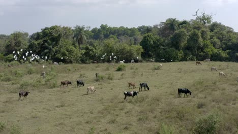 Cows-and-birds-eating-in-the-field