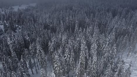 Drone-shot-of-winter-forrest-with-mist