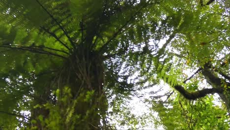 Beautiful-deep-green-ferns-within-native-bush-and-podocarp-forest---Hokitika-River-Gorge-Walk,-West-Coast