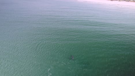Aerial-of-dolphins-swimming-past-large-splash-from-feeding-frenzy