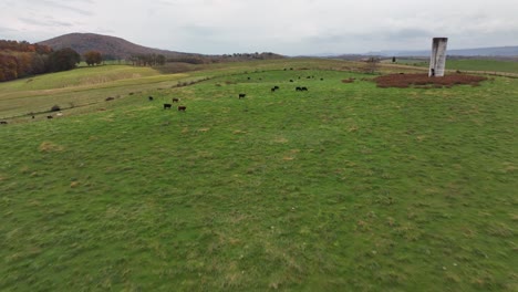 Drone-shot-of-cows-in-a-field
