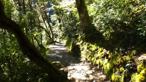 Walking-on-downhill-section-of-track-through-beautiful-mountain-beech-forest---Devil's-Punchbowl-Waterfall-Walk,-Arthur's-Pass-National-Park