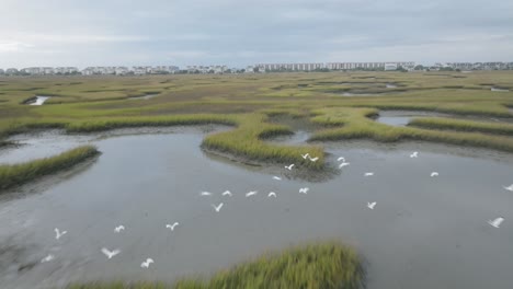 Drone-shot-of-birds-at-marsh