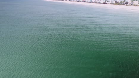 Aerial-of-pod-of-dolphins-swimming-in-front-of-sandy-beaches-and-ocean-front-condos