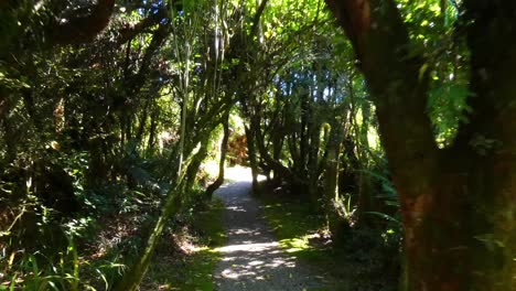 Beautiful-walk-through-green-shades-of-rain-forest-and-native-bush---Mananui-Bush-Walk,-Hokitika,-West-Coast