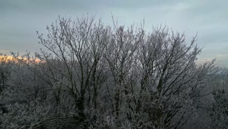 Slow-motion-cinematic-aerial-footage-of-trees-in-winter-without-leaves-and-coverd-in-freezing-frost