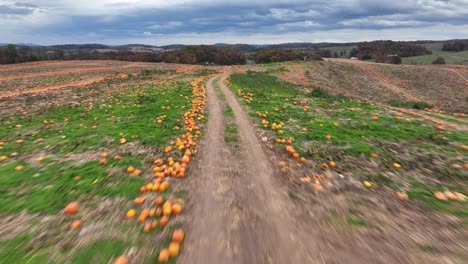 Drone-shot-of-a-pumpkin-field