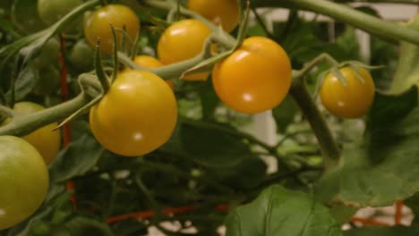 Cinematic-push-through-tomatoes-growing-on-the-vine