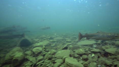 Lachs-Unter-Wasser-Während-Eines-Tauchgangs-In-Einem-Fluss