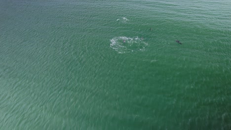 Zoomen-Sie-Aus-Der-Luft-Auf-Delfine,-Die-An-Großen-Spritzern-Aus-Fressrausch-Vorbeischwimmen