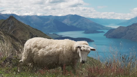 Ovejas-Pastando-En-El-épico-Hermoso-Paisaje-De-Nueva-Zelanda